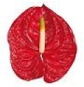 ΑΝΘΟΥΡΙΑ ΚΟΚΚΙΝΑ 11εκ. ANTHURIUM  ETERNO 11cm
